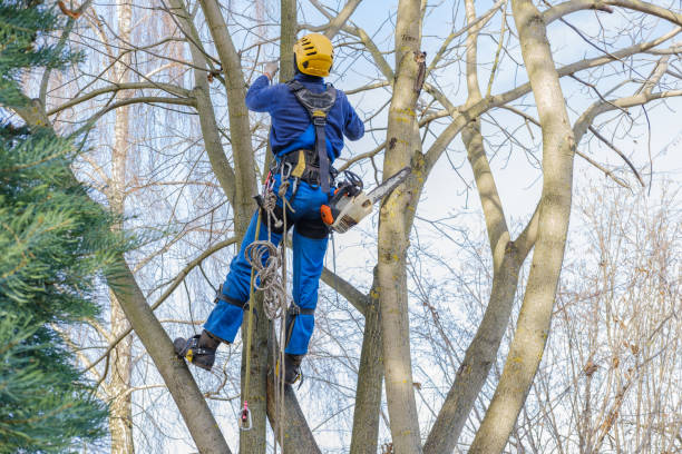 Best Tree Preservation Services  in Bellevue, WI