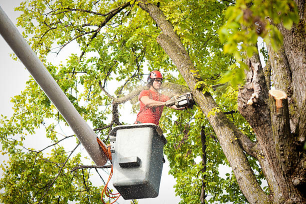 Best Hazardous Tree Removal  in Bellevue, WI